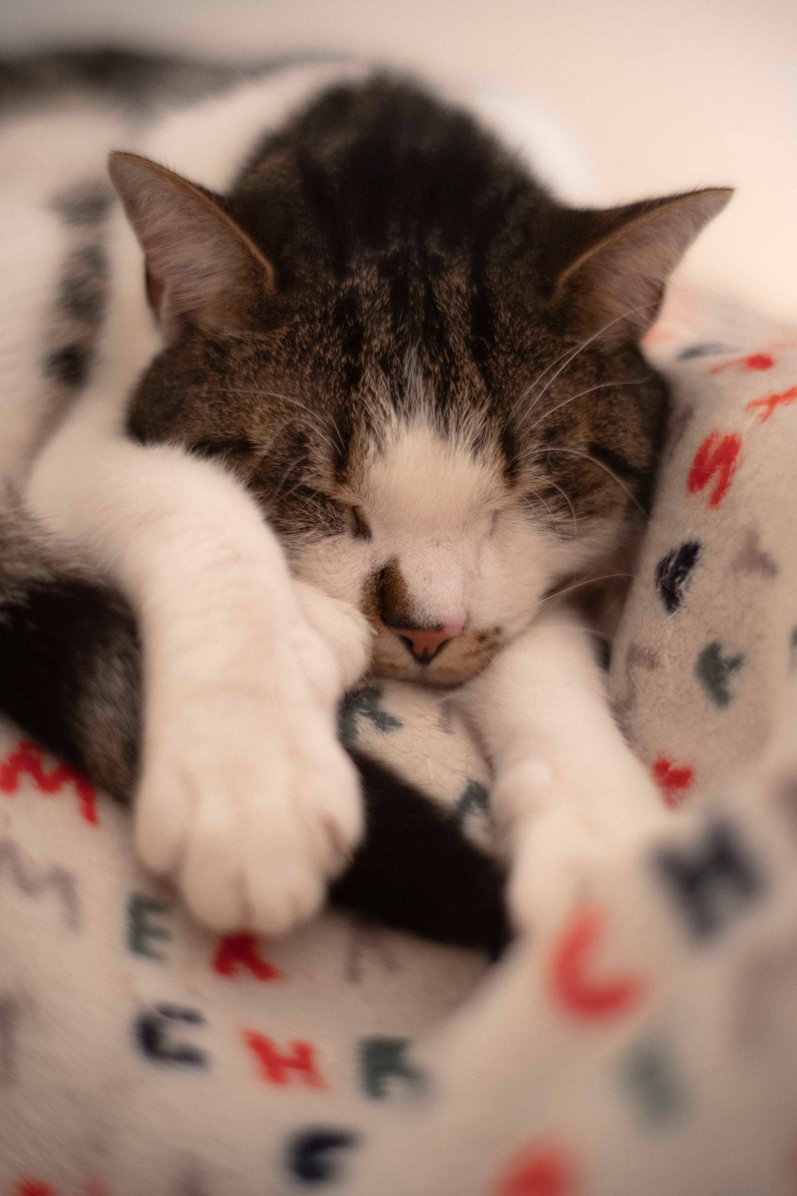 毛布で眠る猫