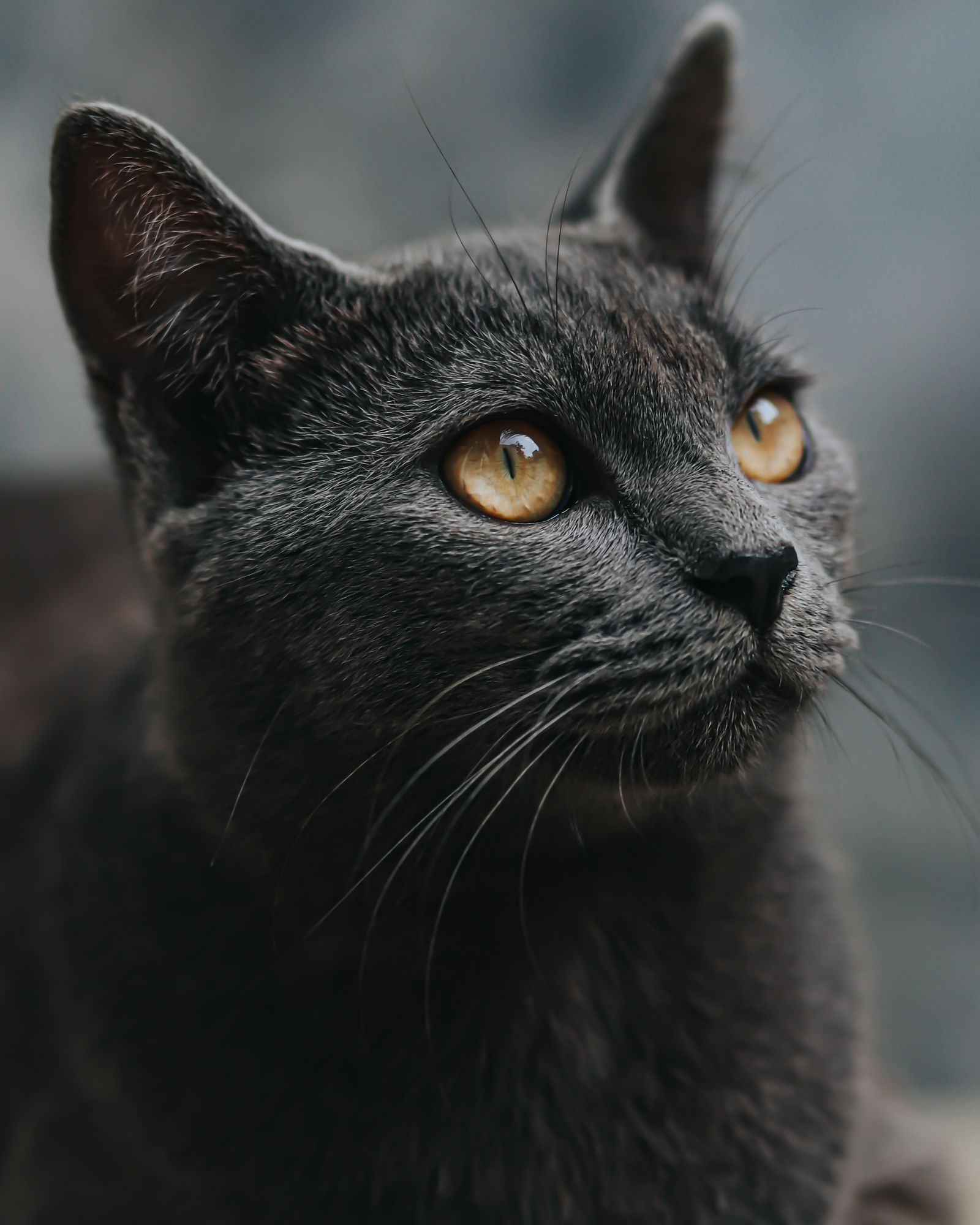くろまめ（黒猫）