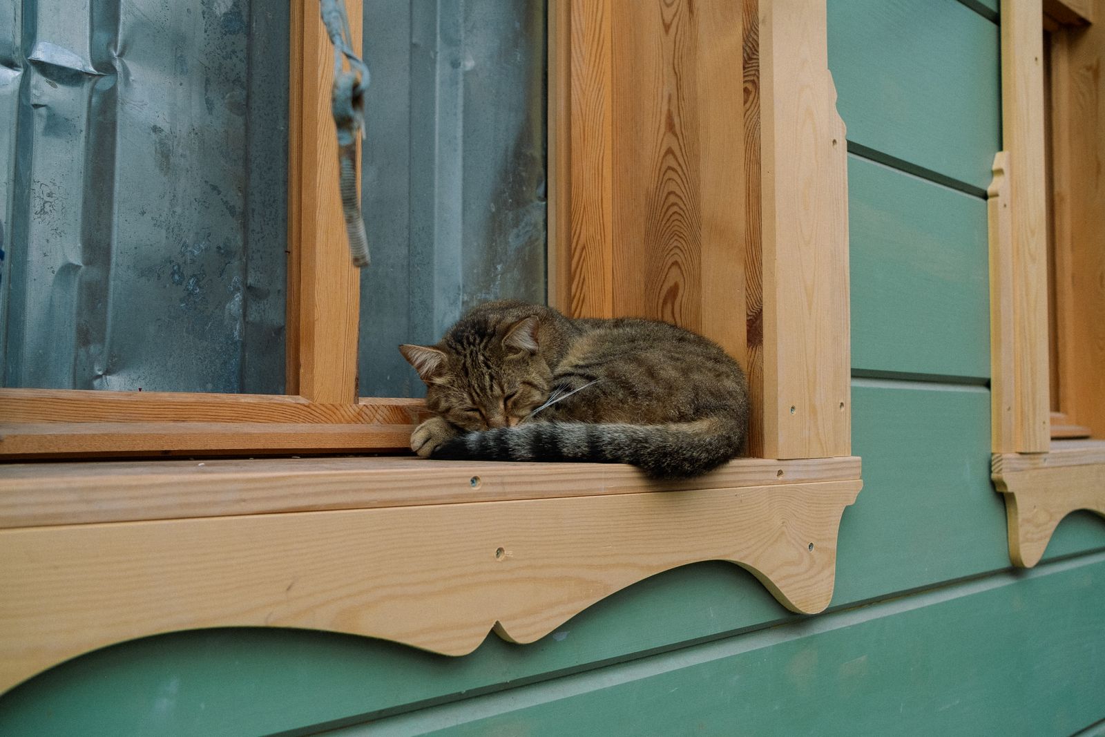 窓辺で眠るネコノアシタの猫
